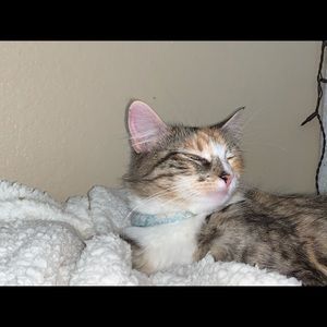 Meet your Posher, Asia